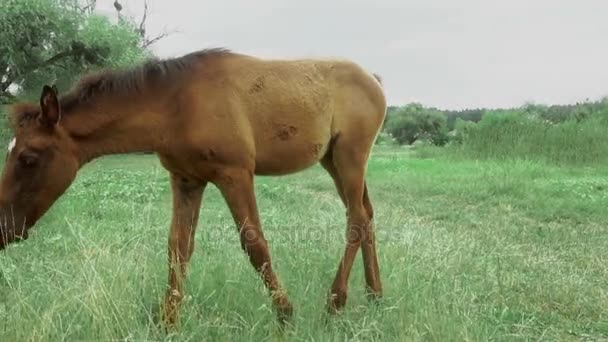 Weinig veulen stoeit buitenshuis en Eet gras — Stockvideo