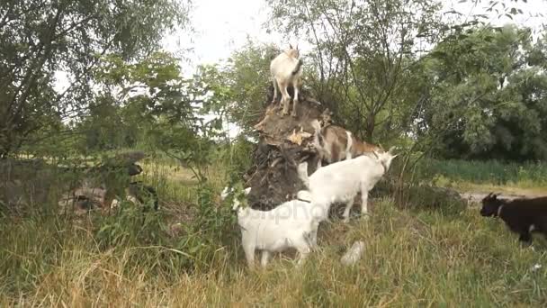 Pequeñas cabras blancas comen hierba — Vídeo de stock