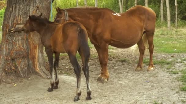 Großes braunes Pferd mit Fohlenständer — Stockvideo