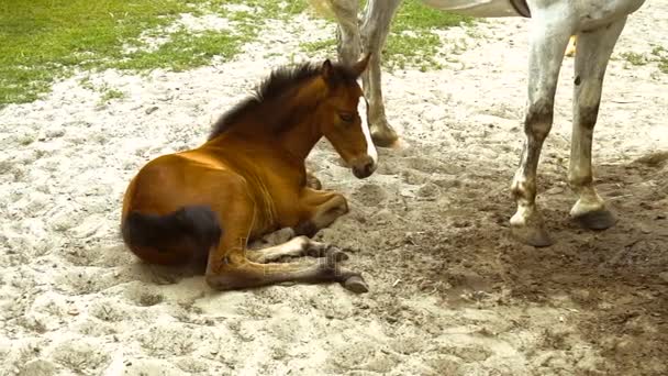 Pequeno potro jaz na areia perto do cavalo branco — Vídeo de Stock