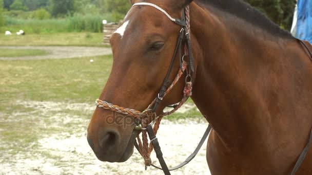 Piękne młode brązowy koń jest stojący na ulicy — Wideo stockowe