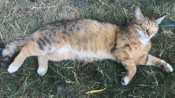 Pelzige Katze liegt auf der Straße im Gras — Stockvideo