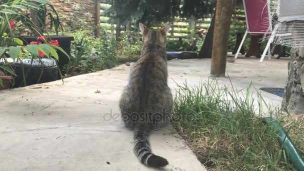 Giovane gatto a strisce grigie si siede nel cortile — Video Stock