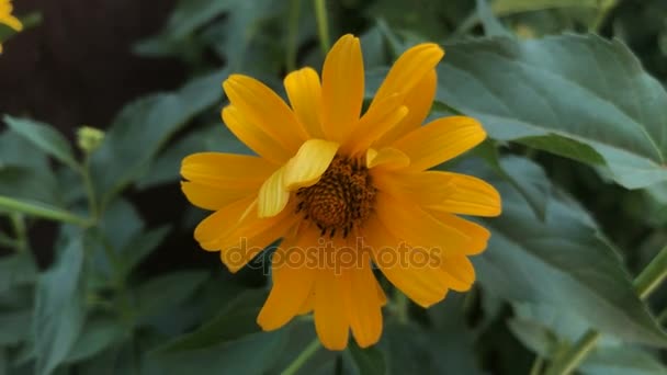 Fleur orange aux feuilles vertes dans la rue — Video