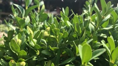 Yeşil küçük küçük bir çalı güneşin altında bırakır.