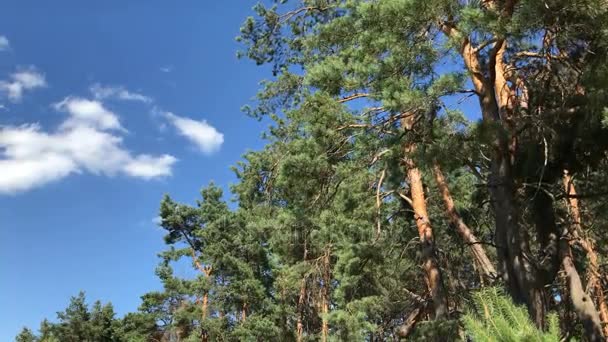 De toppen van groene bomen tegen de blauwe lucht — Stockvideo