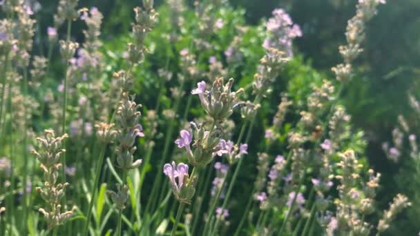 Zartrosa Knospen mit grünen Blättern — Stockvideo