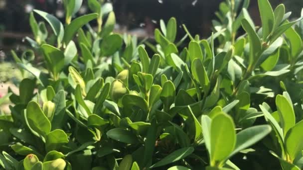 Grüne kleine Blätter ein kleiner Strauch in der Sonne — Stockvideo