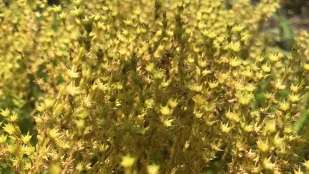 Petit beau Bush jaune avec des fleurs — Video