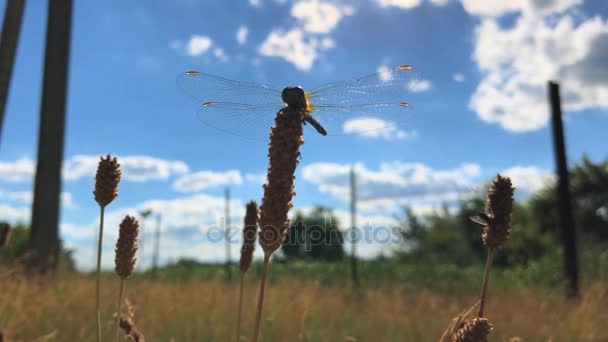 Gran hermosa libélula se sienta en una rama en el fondo del cielo — Vídeos de Stock
