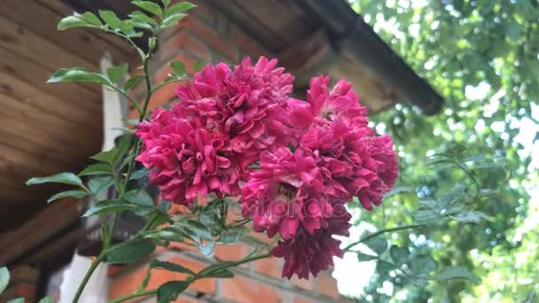 Bellissimi fiori rosa crescono vicino a casa — Video Stock