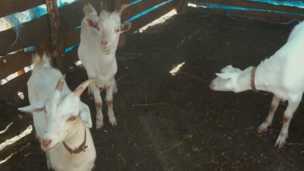White goats in a pen — Stock Video
