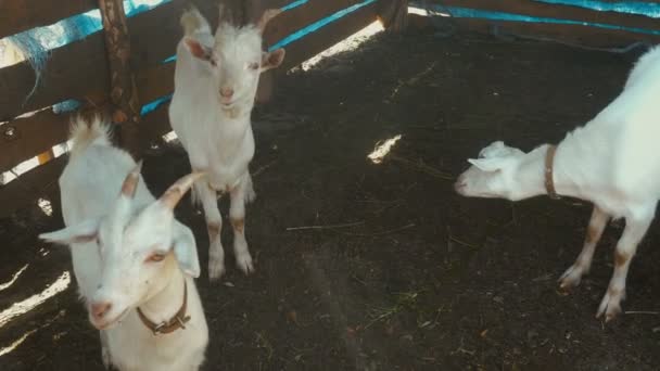 Cabras blancas en una pluma — Vídeo de stock