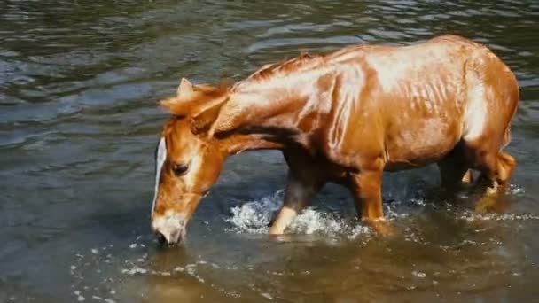 Promenades à cheval brun dans la rivière — Video