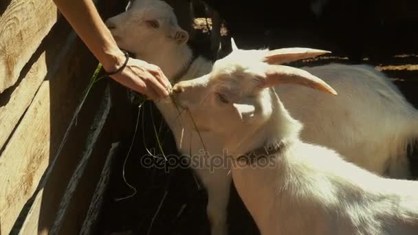 Meisje voederen gras witte geiten — Stockvideo
