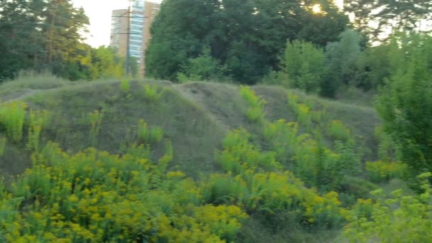 美丽的绿色景观的树和草的晚上 — 图库视频影像
