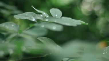 yapraklarda yeşil orman çiy