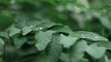 Ormanda yaprakların üzerine çiy damlaları