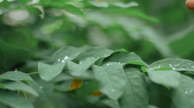 Kız ormanda çiğ yapraklarla dokunur