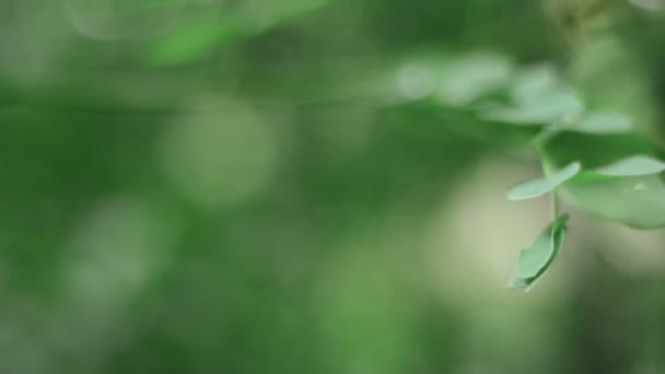 Gotas de orvalho em folhas verdes na floresta — Vídeo de Stock