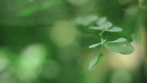 Rugiada su foglie verdi nella foresta — Video Stock