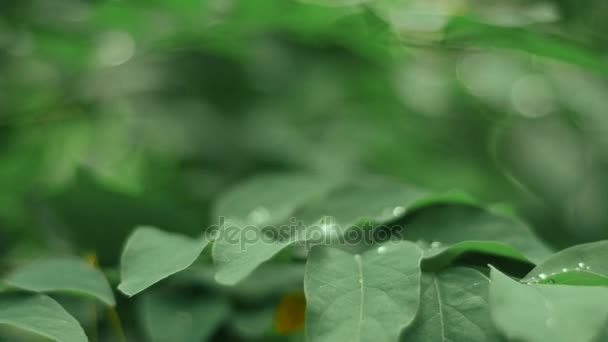 Gocce di rugiada sulle foglie nella foresta verde — Video Stock