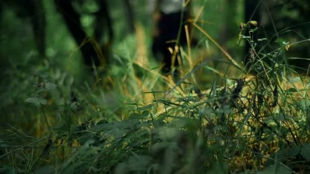 Ung snygg tjej går i skogen längs — Stockvideo