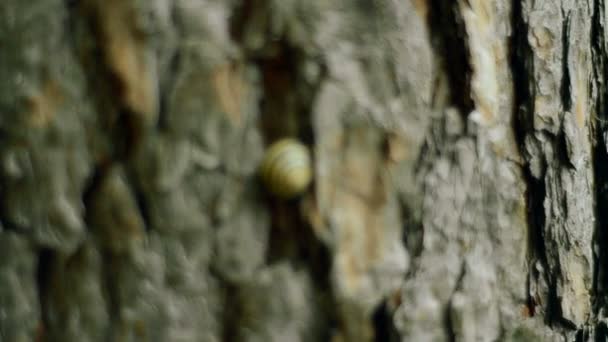 Escargot dans une coquille sur l'écorce d'un arbre