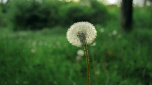 Dandelion on a background of green grass — Stock Video