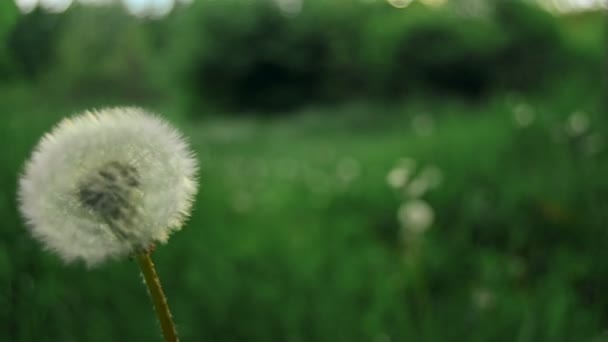 Vecchio dente di leone su un'erba verde — Video Stock