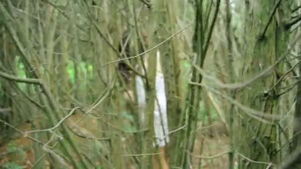 Jonge brunette vrouw in witte jurk staat in het bos — Stockvideo