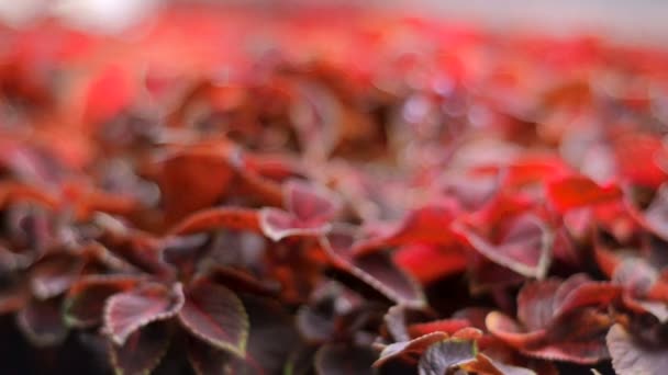 Encantador vermelho pequenas folhas — Vídeo de Stock
