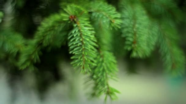 明亮的绿色杉木小枝与雨滴淋湿 — 图库视频影像