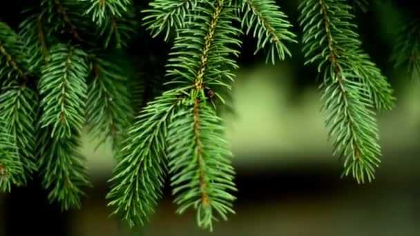 Adorables ramas de FIR con agujas pequeñas — Vídeos de Stock