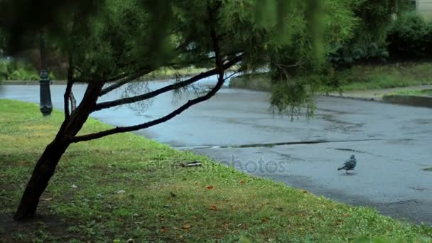 Vacker grå duva promenader på våt asfalt efter regn — Stockvideo