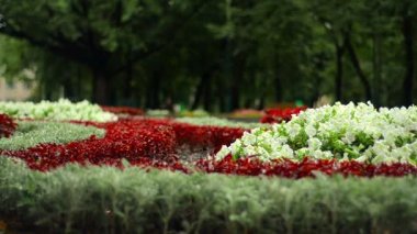 Sevimli çiçek flowerbed açık havada