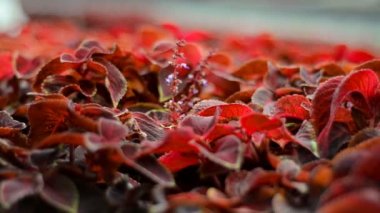 kamera önünde güzel kırmızı yapraklar