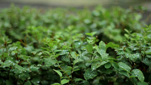 Hermosas hojas pequeñas verdes con gotas después de la lluvia — Vídeo de stock