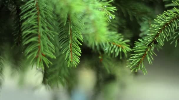Schöne grüne Tannenzweige mit Tropfen nach Regen — Stockvideo