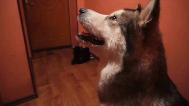 大きなふわふわ遊び心のある犬マラミュート自宅 — ストック動画