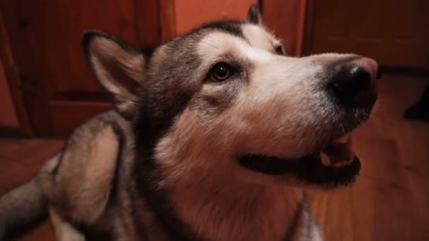 Büyük Kabarık Oynak Köpek Malamute Evde — Stok video