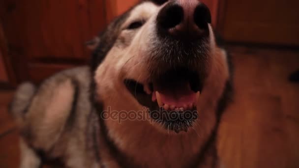 Stora Fluffiga Lekfull Hund Malamute Hemma — Stockvideo
