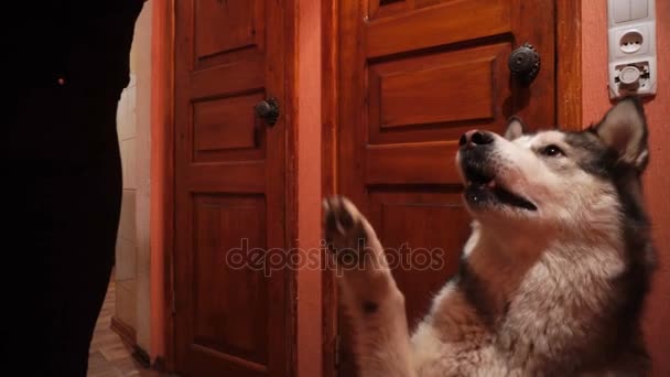 Grote Pluizig Speelse Hond Malamute Thuis — Stockvideo