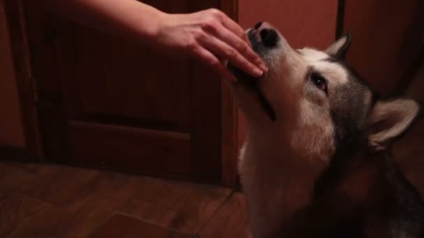 Stora Fluffiga Lekfull Hund Malamute Hemma — Stockvideo