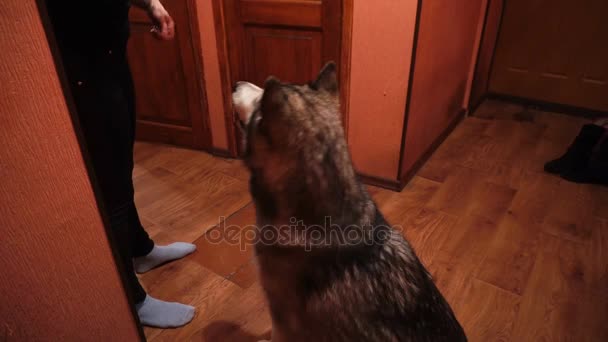 Grote Pluizig Speelse Hond Malamute Thuis — Stockvideo