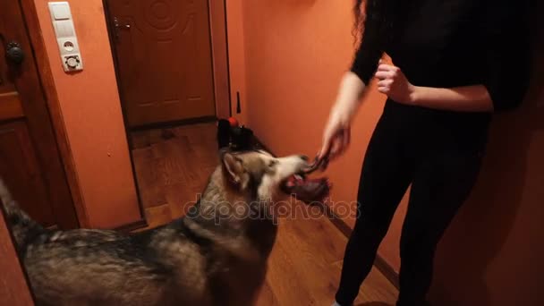 大きなふわふわ遊び心のある犬マラミュート自宅 — ストック動画