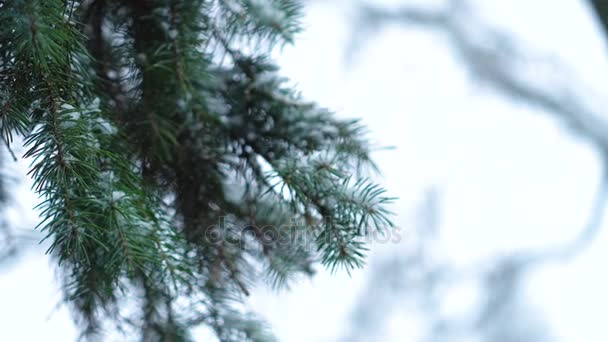 Branch Groene Fir Tree Sneeuw Winter — Stockvideo