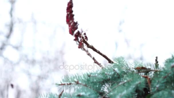 Close Van Tak Groene Fir Tree Sneeuw Winter Buiten — Stockvideo