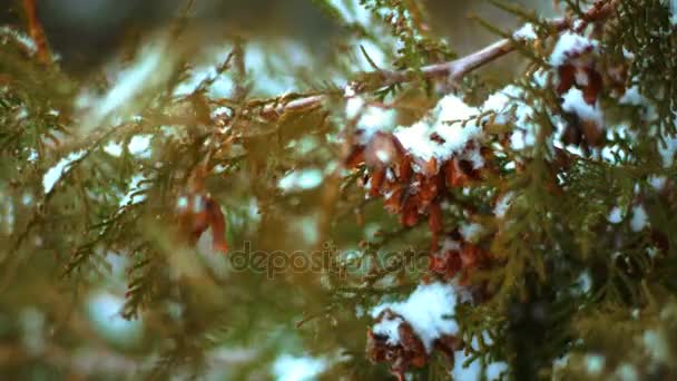 Close Branch Evergreen Fir Tree Covered Snow Winter — Stock Video
