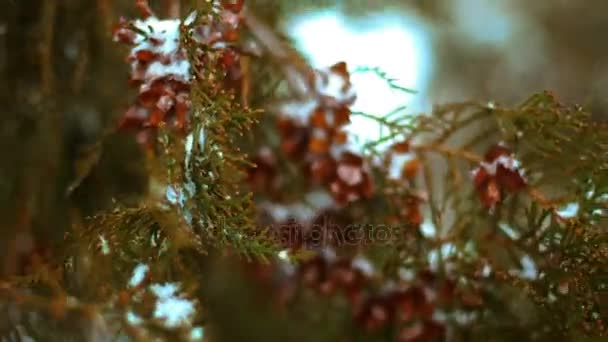 Primo Piano Ramo Abete Sempreverde Nella Neve Inverno — Video Stock